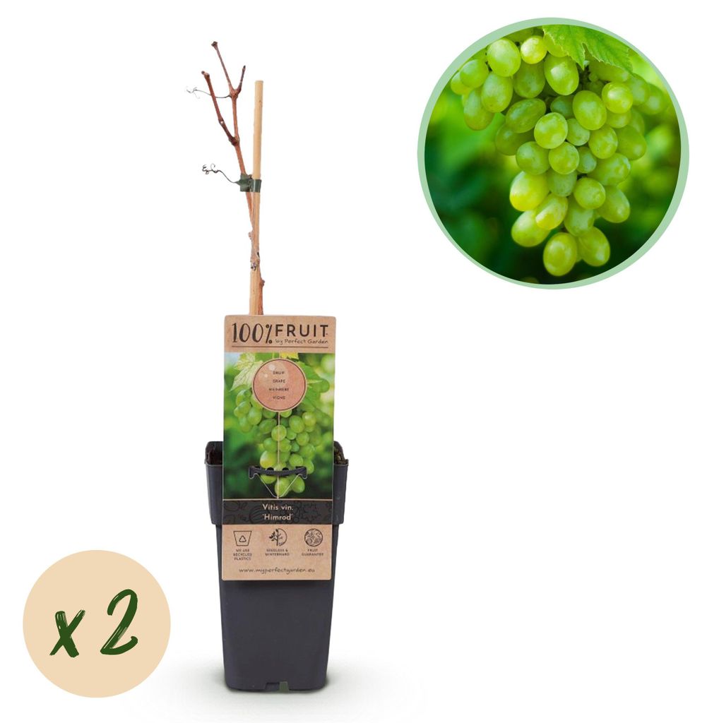 Vitis vinifera „Himrod“ – bílé bezsemenné hrozny – 15cm Obrázek produktu 