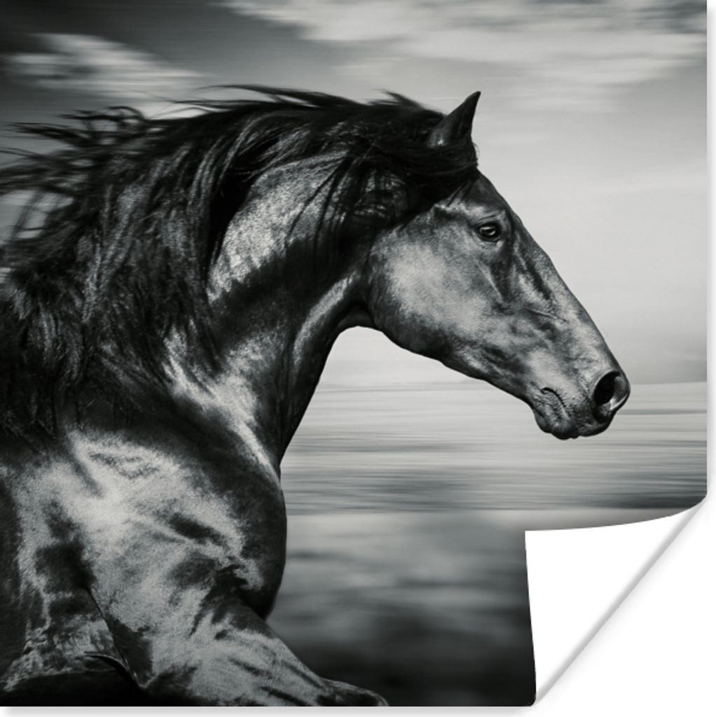 MuchoWow Poster Pferd - Tiere - Schwarz - Weiß 30x30 cm - Wandposter - Printing