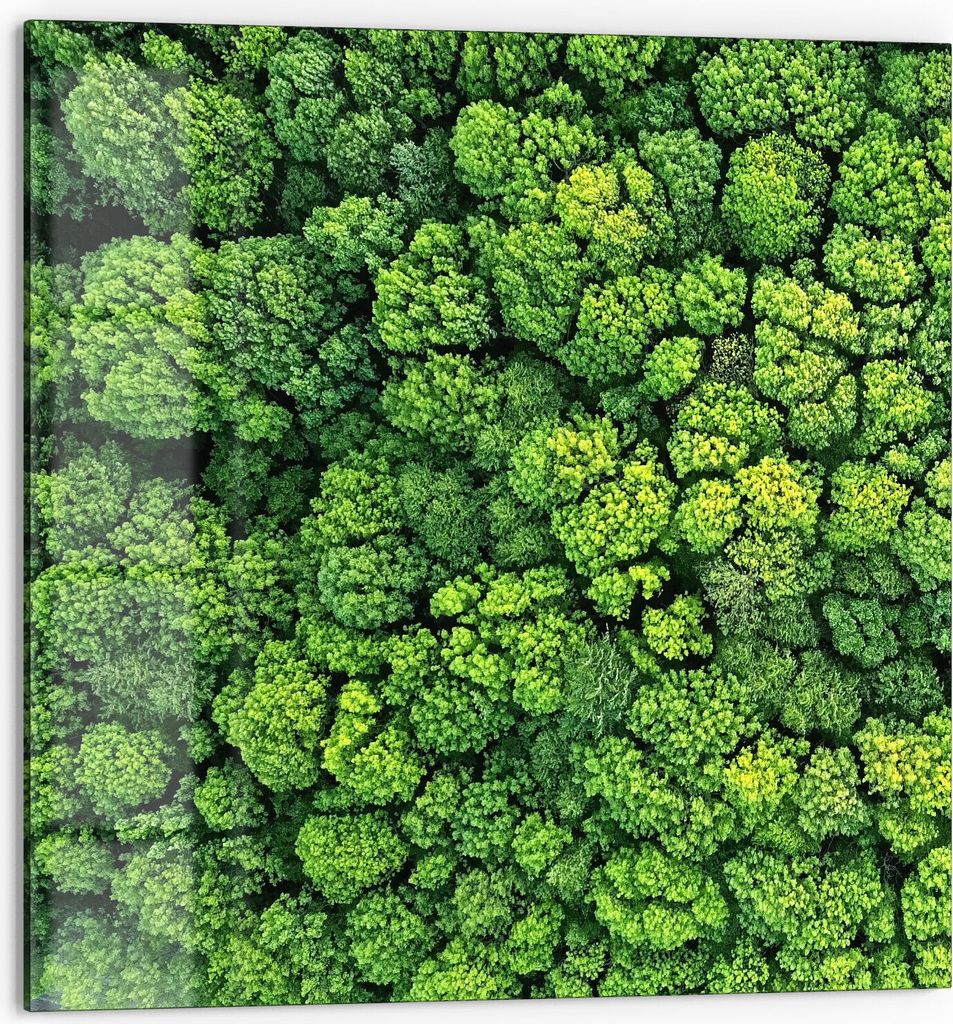 DEQORI Küchenrückwand Glas 60x60 cm 'Baumkronen von oben' Spritzschutz Bad Rückwand