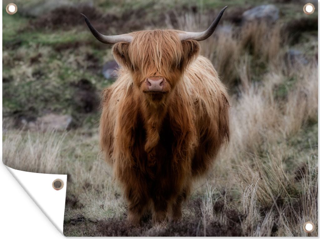 MuchoWow 80x60 cm Outdoor-Poster Gartendeko Sichtschutz Garten Poster für den Garten Schottischer Hochländer - Moos - Gras