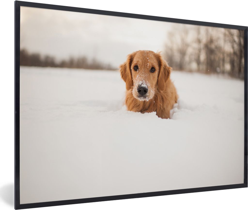 MuchoWow MuchoWow Gerahmtes Poster Hund - Schnee - Winter 30x20 cm - Poster mit zchwarzem Bilderrahmen - Kunstdruck - Bild-Poster