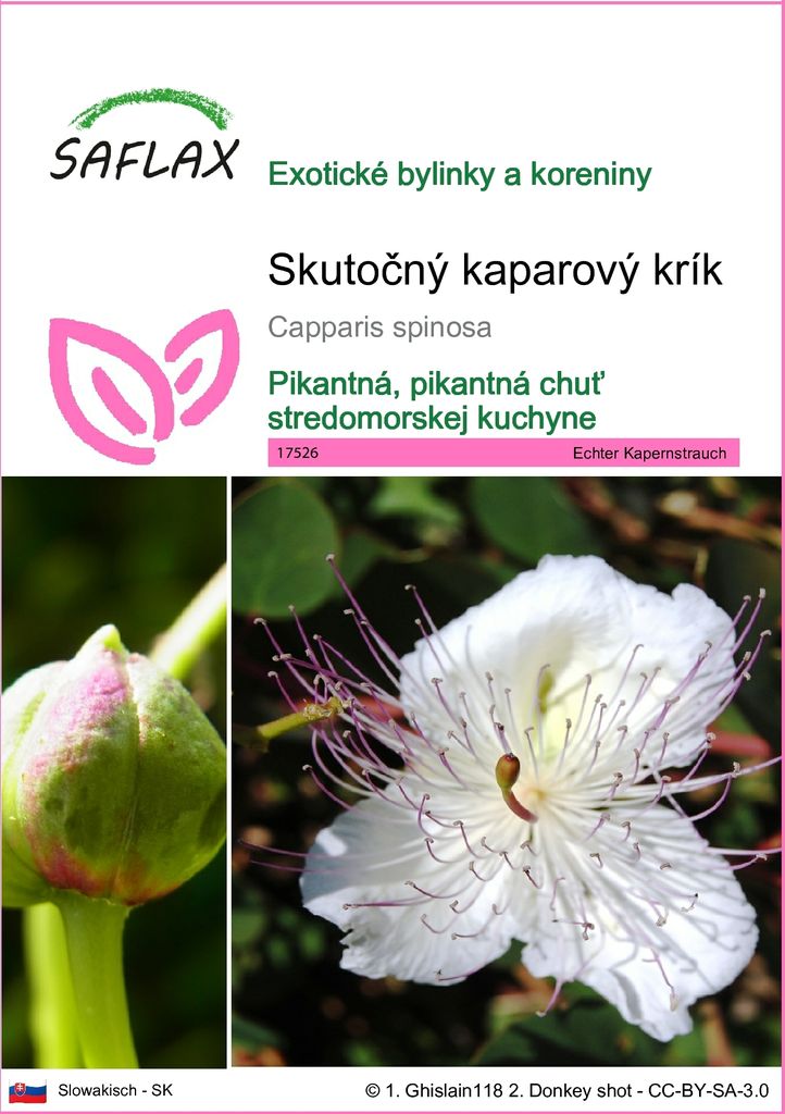 SAFLAX - Skutočný kaparový krík - Capparis spinosa - 25 Obrázok produktu 