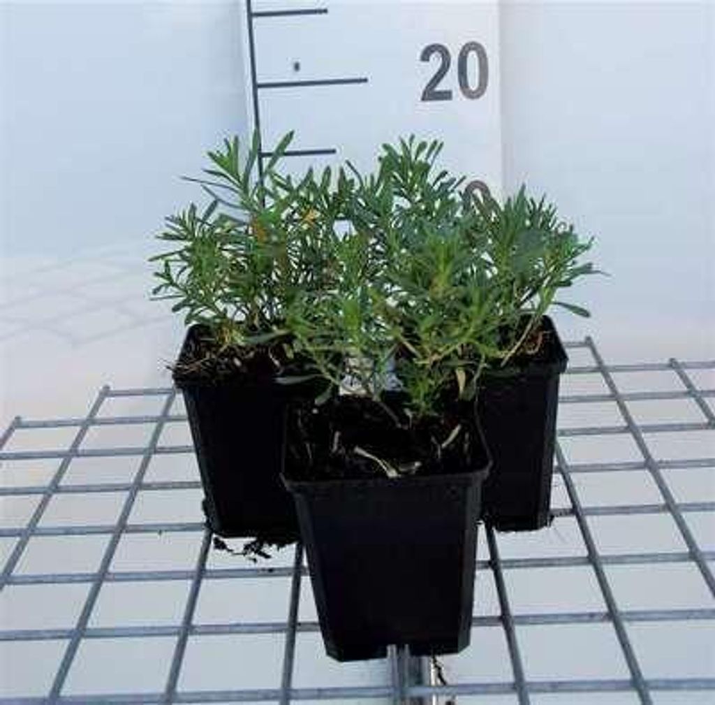 6 x Iberis sempervirens - Schleifenblume - Topf 9 x 9 cm
