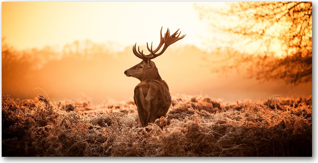 Tulup Glas-Bild -140x70- Wandkunst Dekorative Wand für Küche & Wohnzimmer - Tiere - Hirsch Sonnenaufgang - Braun