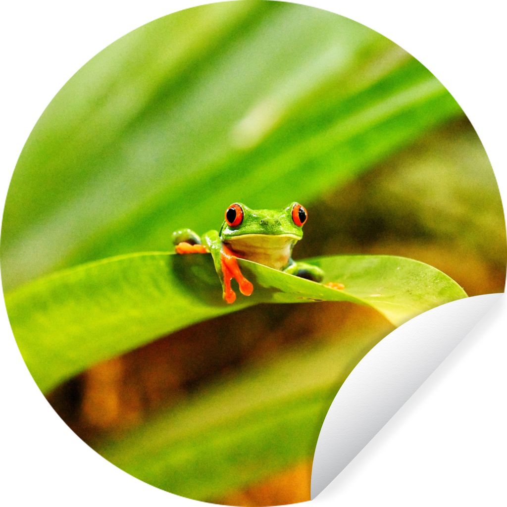 MuchoWow Runde Wandtattoo - Wandsticker Tapete Aufkleber Rotaugenmakak-Frosch zwischen den Blättern in Costa Rica Ø 80 cm Selbstklebend und Rep...