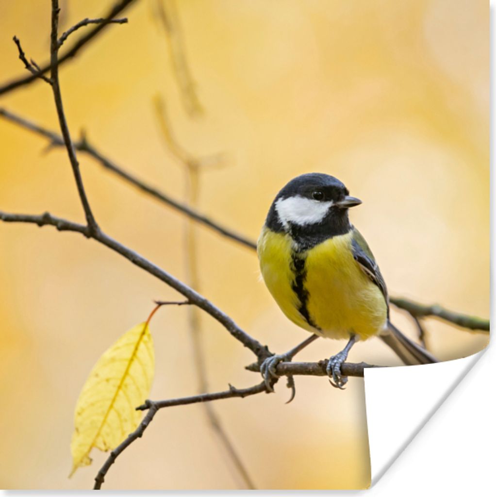 MuchoWow Poster Kohlmeise - Zweig - Vogel - Tiere 100x100 cm - Babyzimmer