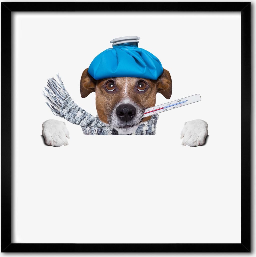 Bild - 50 cm x 50 cm - MDF - Rahmen, Wandkunst - Kranker Hund