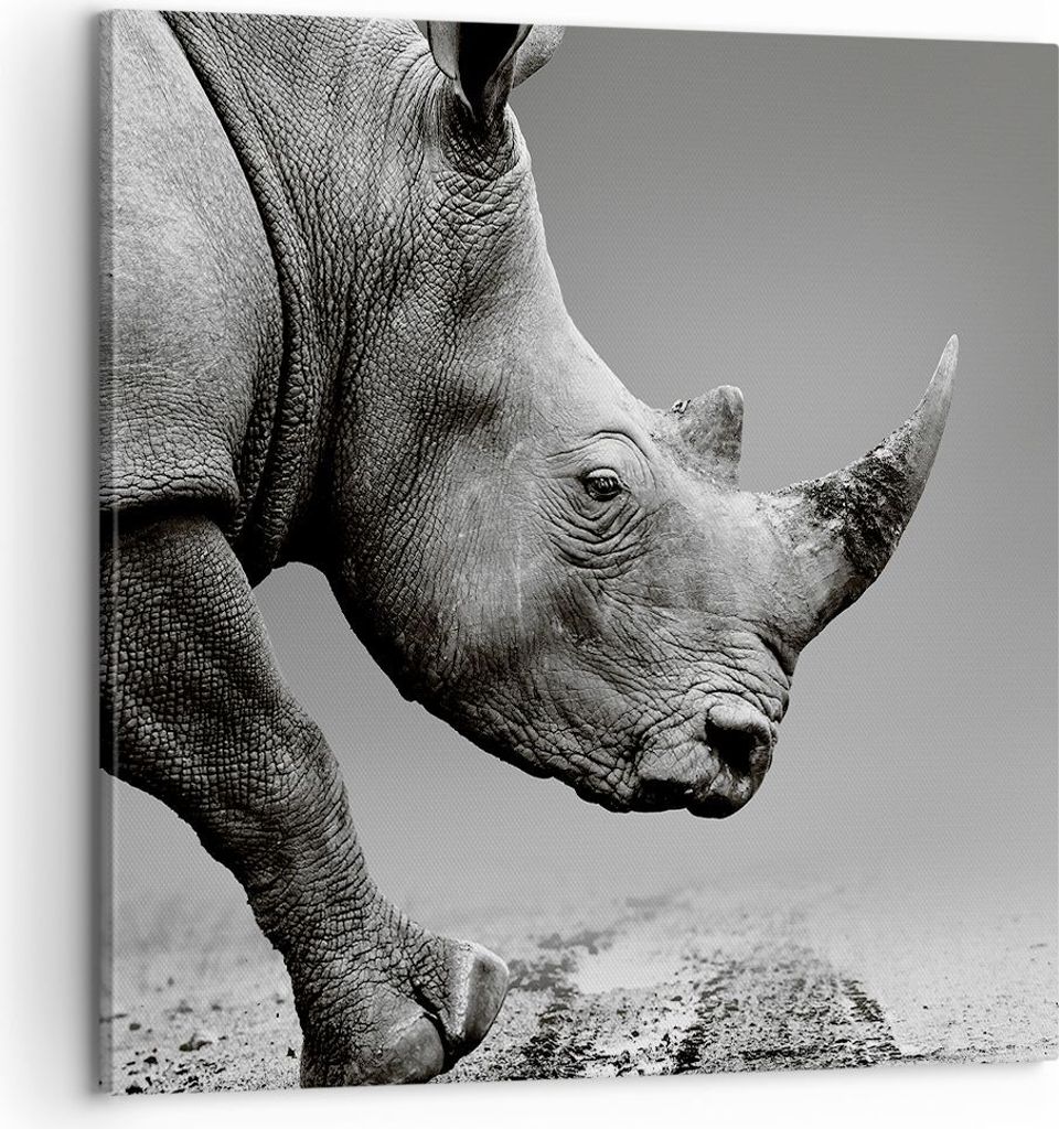 Bild auf Leinwand - Leinwandbild - Einteilig - Nashorn Monochrom Tier - 60x60cm - Wand Bild - Wanddeko - Wandbilder - Leinwanddruck - Bilder - Wand...