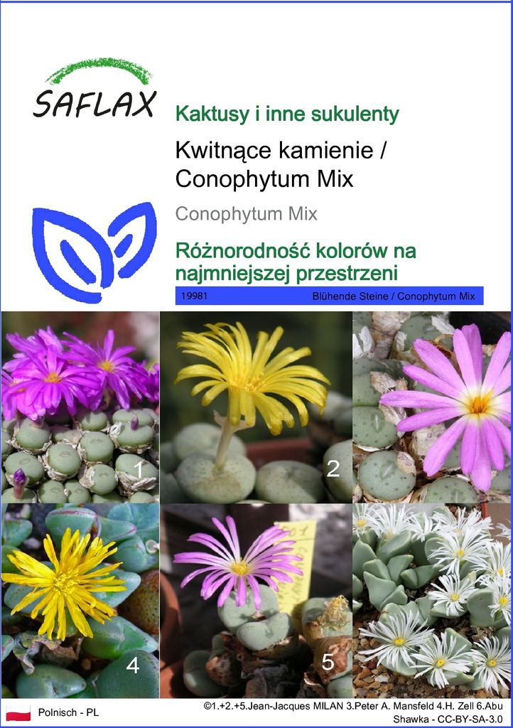 SAFLAX - Kwitnące kamienie / Conophytum Mix - 40 Nasiona - Zdjęcie produktu 
