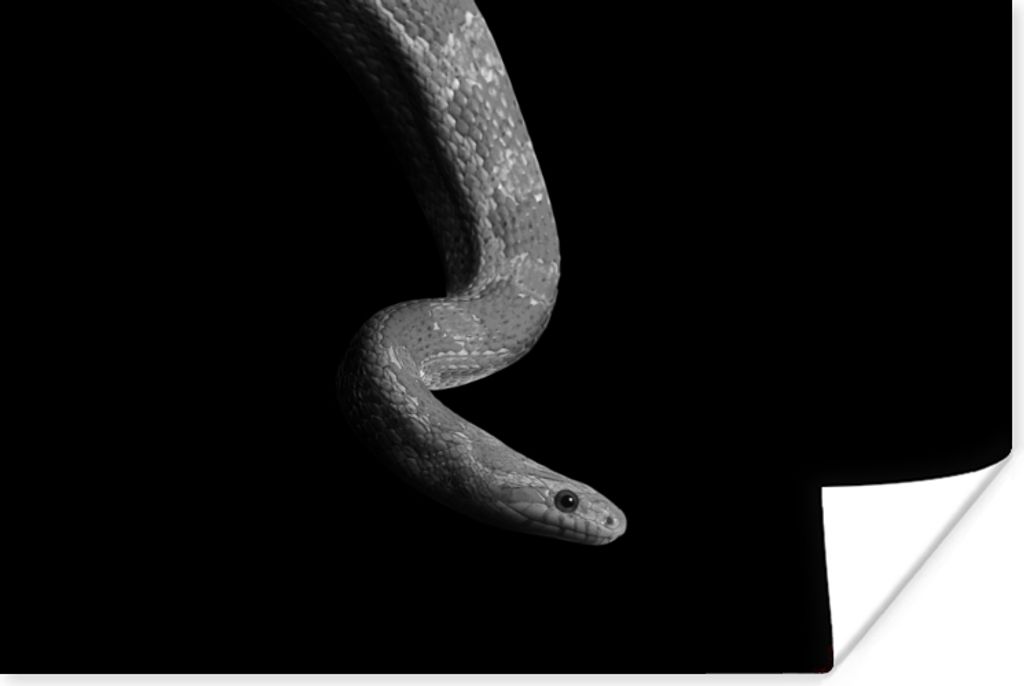 MuchoWow Poster Tiere - Schlange - Schwarz - Weiß - Porträt 30x20 cm - Plakate - Print