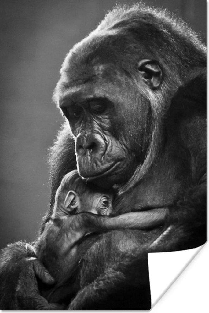 MuchoWow Poster Schwarz-Weiß-Bild einer Gorillamutter mit ihrem neugeborenen Baby 80x120 cm - Papierdruck