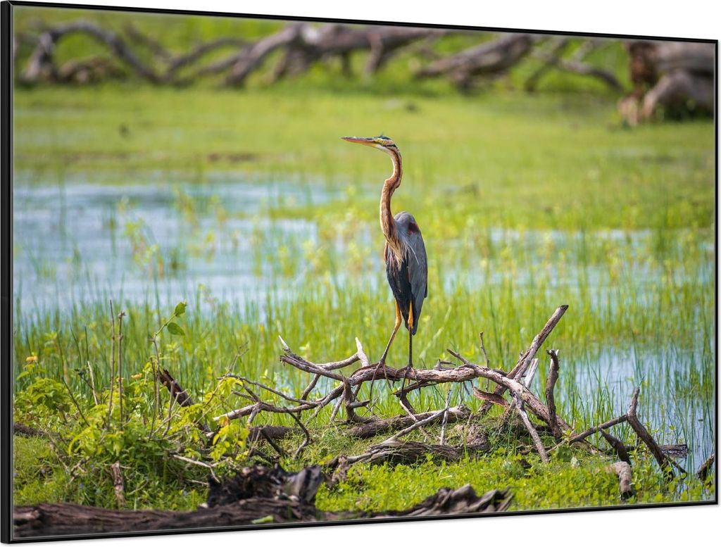 Wallario Wandbild Graureiher am Wasser, Größe: 61 x 91,50 cm, Poster mit schwarzem Aluminiumrahmen