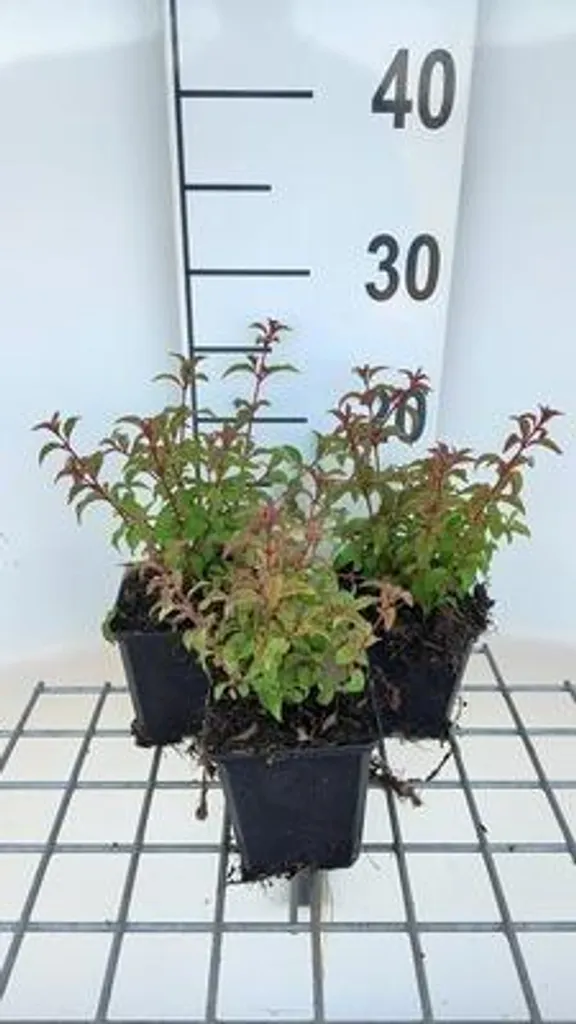 Fuchsia magellanica Gracilis pour massif ombragé - 6 plants en pots