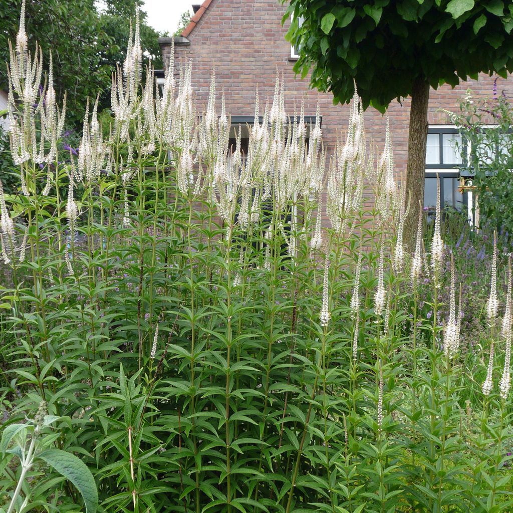6 x Kandelaberehrenpreis - Veronicastrum virginicum 'Diana' | Topf 9cm x 9cm