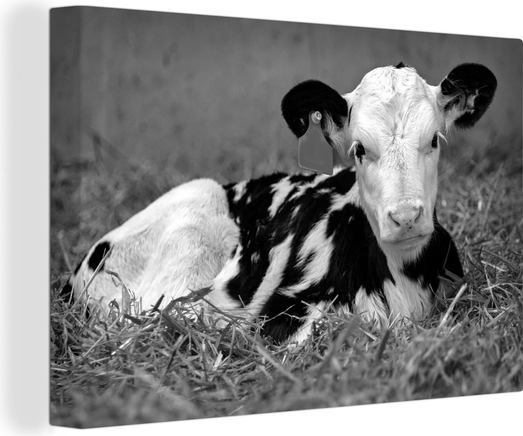 OneMillionCanvasses - Leinwandbilder - 140x90 cm, Niedliches Kalb einer Friesenkuh im Stroh liegend - schwarz und weiß, Wandbilder Kunstdruck Wa...