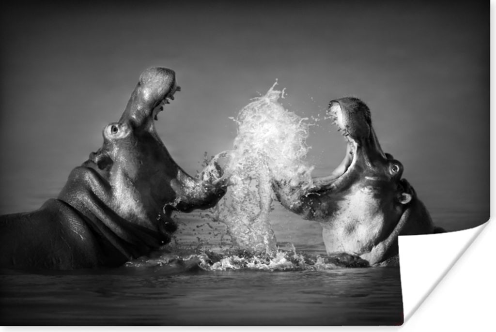 MuchoWow Poster Tiere - Nilpferd - Wasser - Schwarz - Weiß 30x20 cm - Plakate - Print