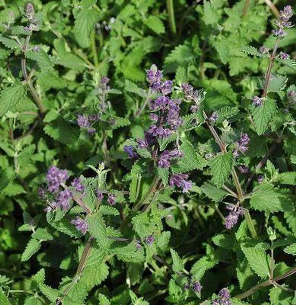 Nepeta Walker's Low mellifère - 6 herbes à chat bleues ultra robustes