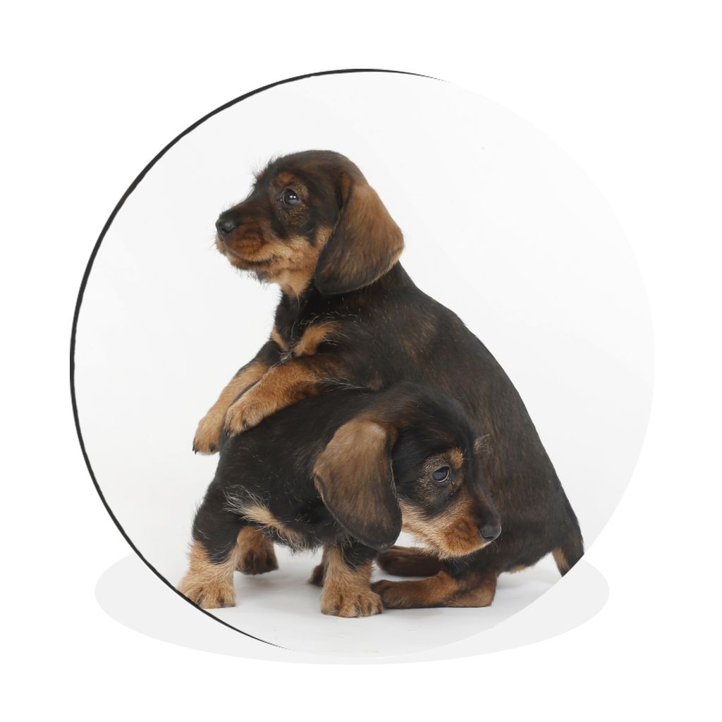 MuchoWow Aluminium Wandkreis Studiofoto von zwei süßen Dackeln Ø 30 cm Wanddeko Modern Wohnzimmer - Wand Bild - Wohnzimmer - Runde Bilder - Al...