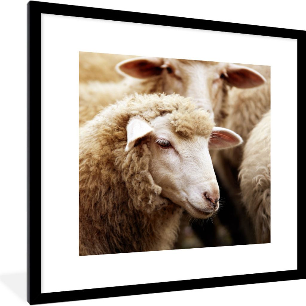 MuchoWow Gerahmtes Poster Schafe - Wolle - Weiß 40x40 cm - Poster mit Schwarzem Bilderrahmen Wandposter Rahmen Foto Bilder - Poster - Plakat im ...