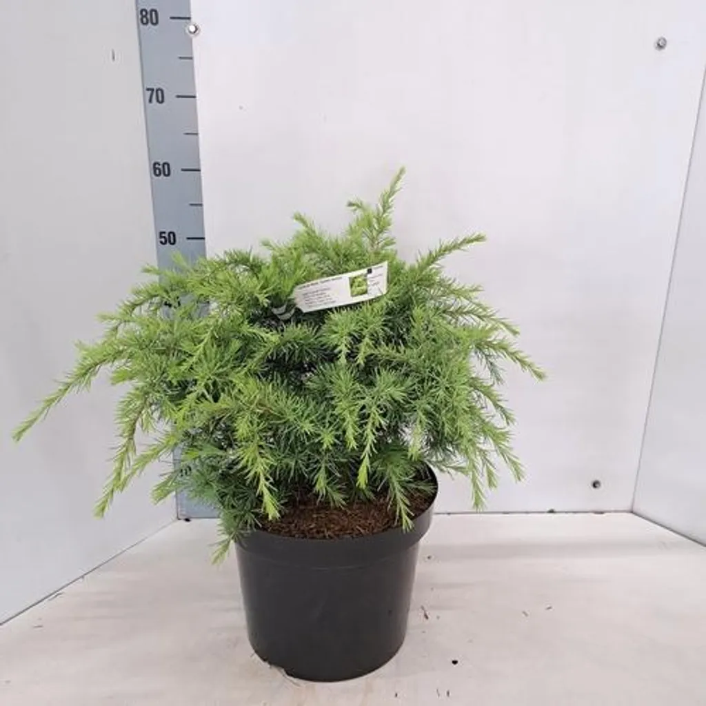 Cèdre doré de l'Himalaya pour végétaliser un jardin sec sans entretien