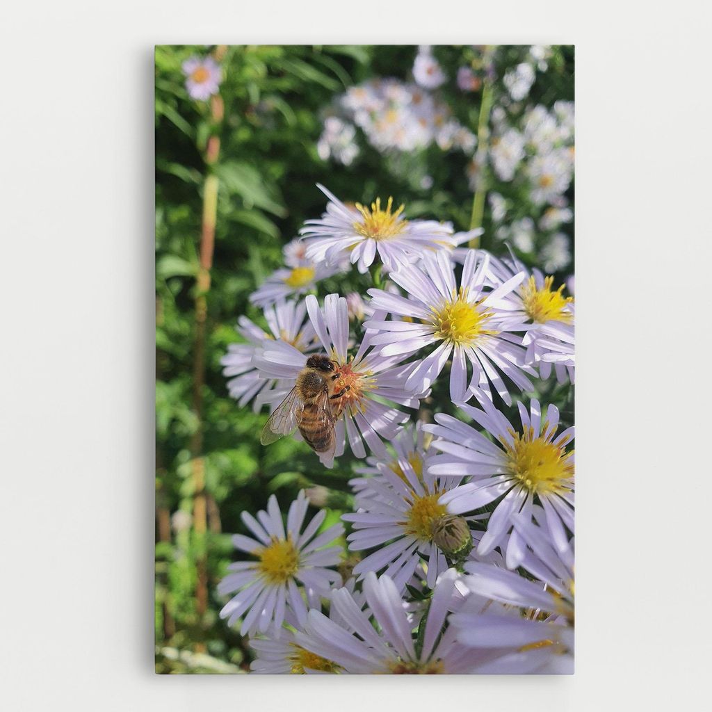 ARTHUB Leinwandbild 70x100 cm, Bee On Light Purple Daisy | Wohnzimmerdekoration, Hängende Bilder, Wanddekoration, Heimdekoration, Blumen, Gänse...