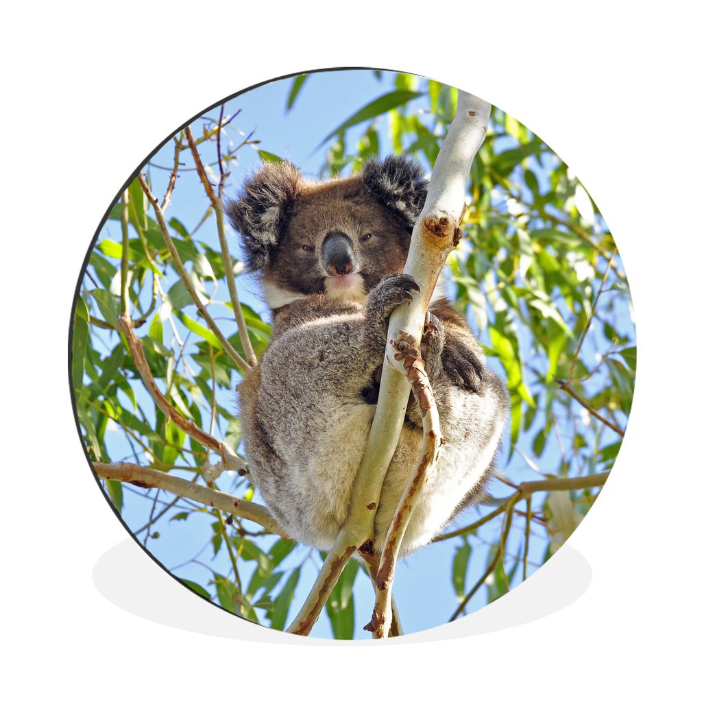 MuchoWow Aluminium Wandkreis Koala - Luft - Zweige - Jungen - Mädchen Ø 60 cm Wanddeko Modern Wohnzimmer - Wand Kreis - Wandbild - Schlafzimmer...
