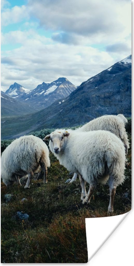 MuchoWow Poster Schafe - Natur - Berge 60x120 cm - Wandschmuck