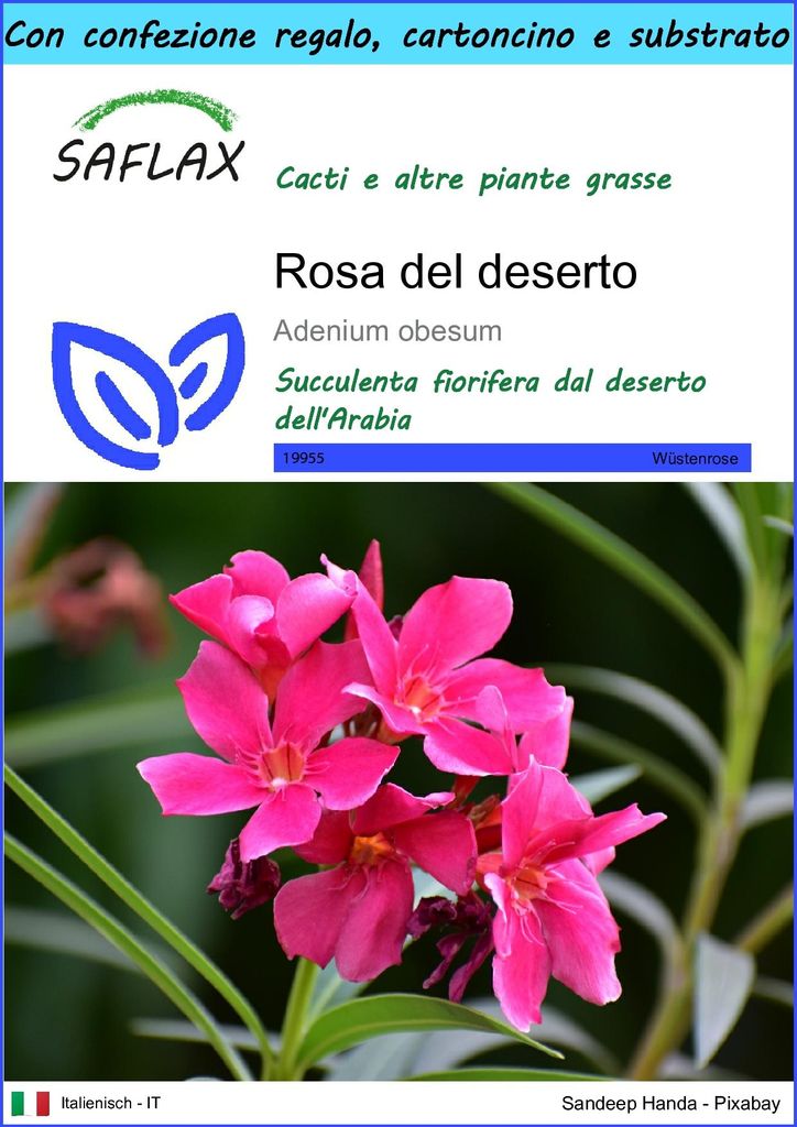 SAFLAX Set regalo - Rosa del deserto - 8 semi - Adenium Immagine del prodotto 
