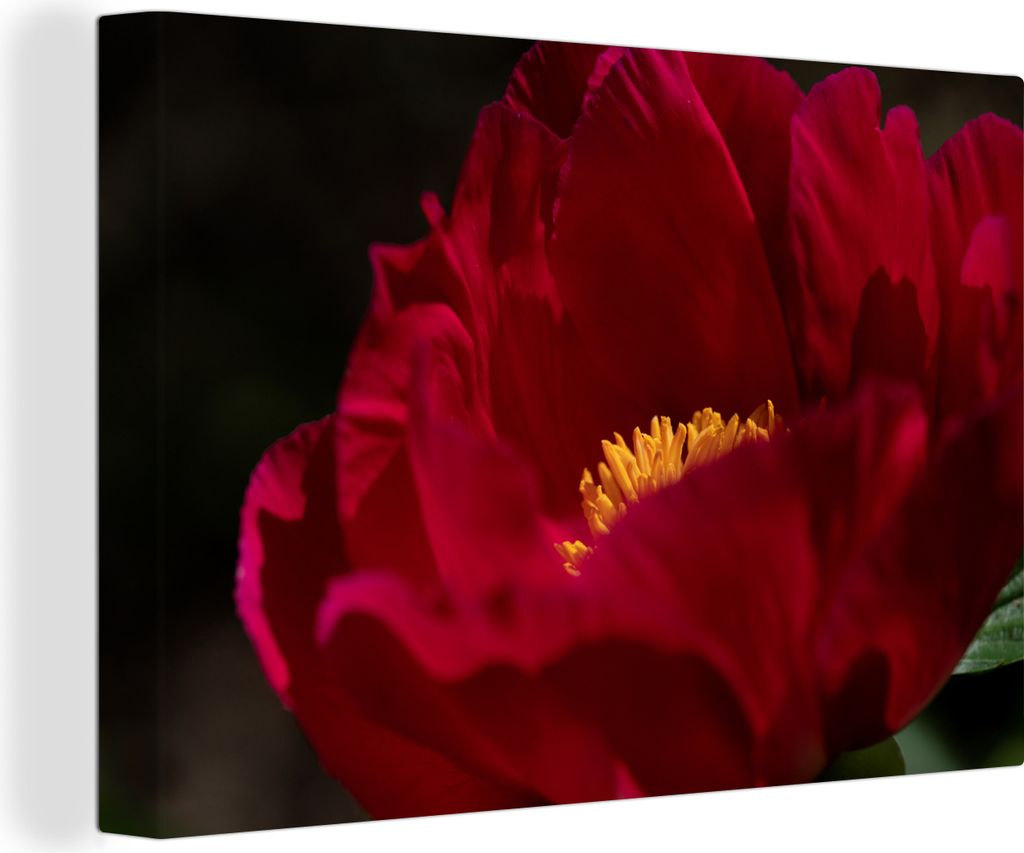 OneMillionCanvasses - Leinwandbilder - 140x90 cm, Ein Bild einer roten Pfingstrose, Wandbilder Kunstdruck Wanddekoration - Foto auf Leinwand - Ge...