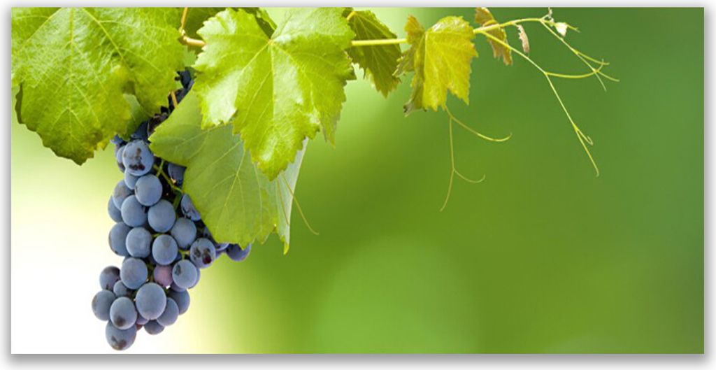 Glasbilder 120x60 Wandbild Druck auf Glas Weintrauben Küche