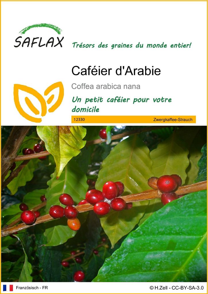 SAFLAX  - Caféier d'Arabie - 8 graines - Coffea Image du produit 