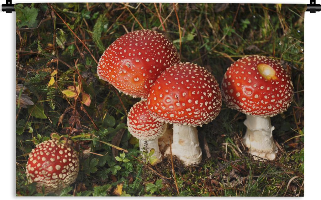 MuchoWow Wandteppich Wandbehang Rote Pilze gegen grünes Gras 150x100 cm Tapisserie Dekoration Wandtuch - Waschbar - Tapisserien - Wand-Decke