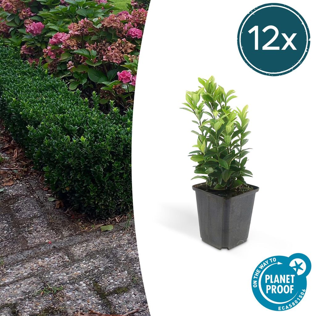 Couvre-sol - Fusain rampant - Euonymus japonicus 'Green Image du produit 