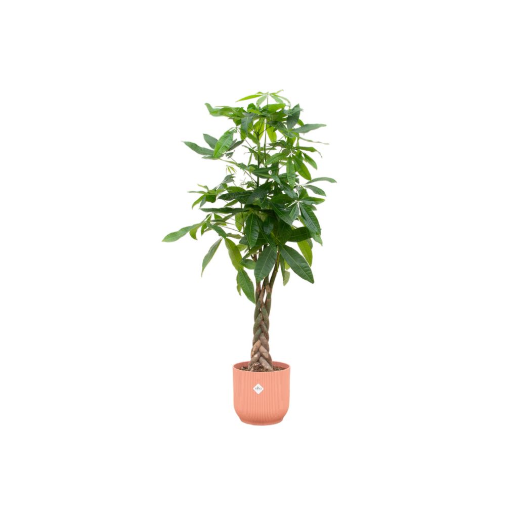 Kombi-Angebot – Glückskastanie inkl. elho Vibes Fold Round in Rosa – 150 cm hoch, Ø30
