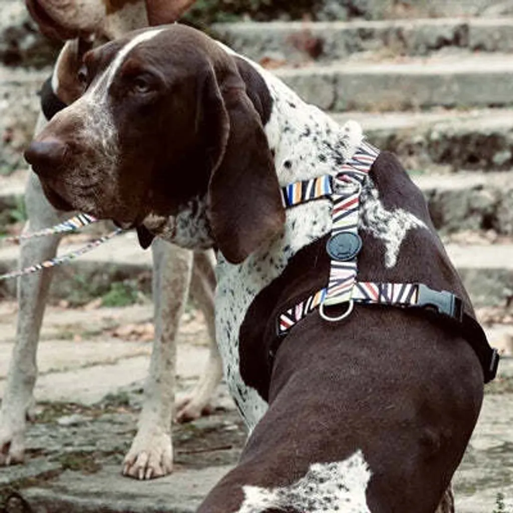 Pettorina per cani Morso H Pettorina Incidente di spaghetti riciclati - 3