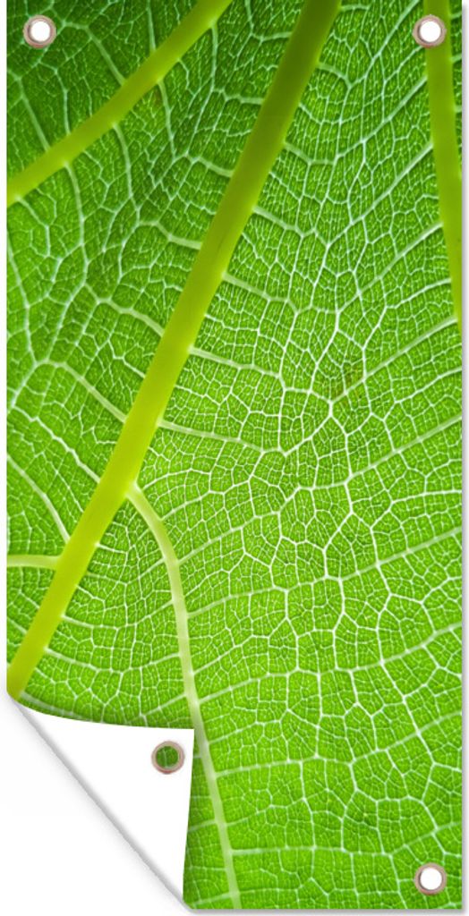MuchoWow 80x160 cm Outdoor-Poster Gartendeko Sichtschutz Garten Poster für den Garten Sonnenlicht durch ein Blatt