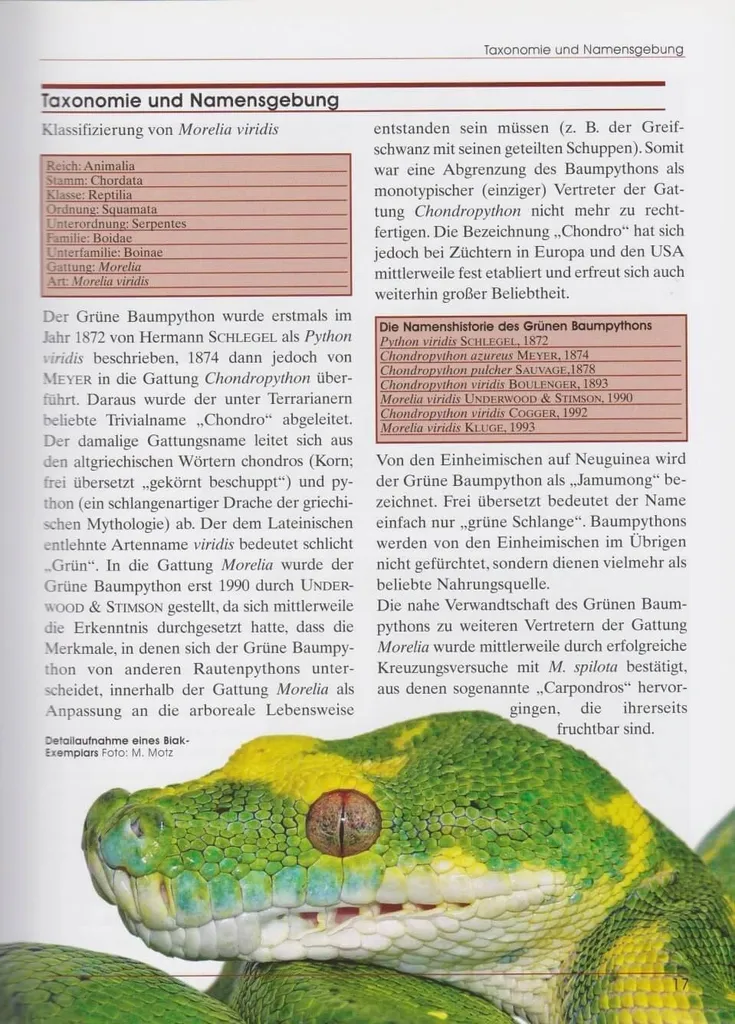 Serpent Python Vert des Arbres Morelia Viridis de 60cm pour passionnés - 2