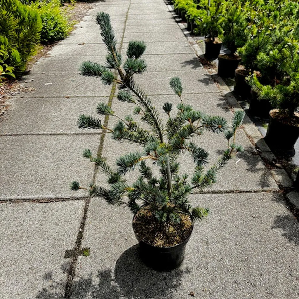 Pinus parviflora Saphir - Pin blanc du Japon bleu argenté en pot 70-80cm