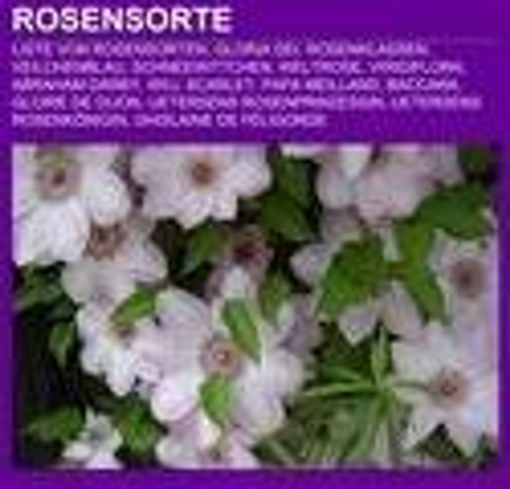 Rosensorte
