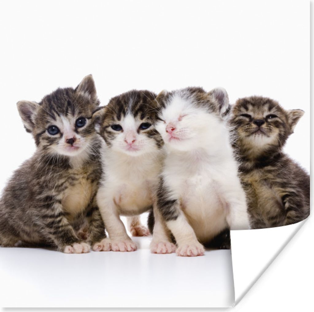 MuchoWow Poster Katze - Haustiere - Fell - Porträt 100x100 cm - Babyzimmer