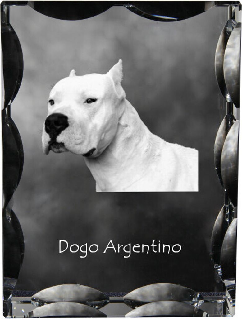 Argentinische Dogge, Dogo Argentino - Kristall mit einem Hundebild, Glasstatuette mit einem Bild, einzigartiger Bilderrahmen der Marke Art-Dog