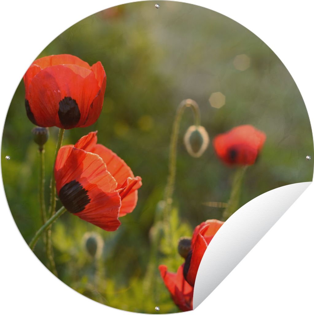 MuchoWow Gartenposter Outdoor-Poster Rund Mohnblumen bei Sonnenuntergang Ø 150 cm Gartendeko Rundes Poster draußen