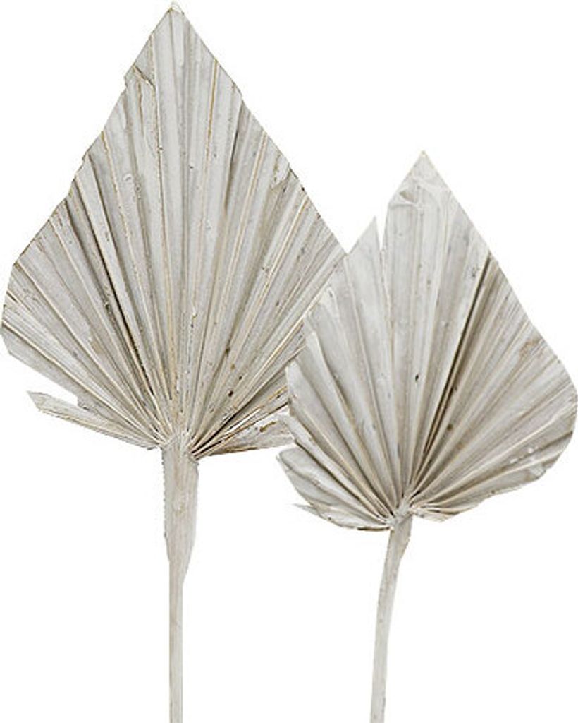 Weißgewaschene Palmspears natur 10-15cm 33cm, Deko-Trockenblumen für Tischdeko & Trauerfloristik, 65er-Pack, 65 Stück