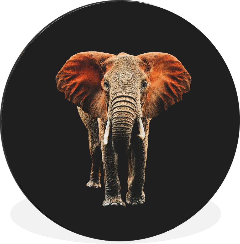 MuchoWow Aluminium Wandkreis Elefant - Tiere - Zähne Ø 90 cm Wanddeko Modern Wohnzimmer - Mauerkreis - Wandbilder - Runde Bild - Bild aus Alumi...