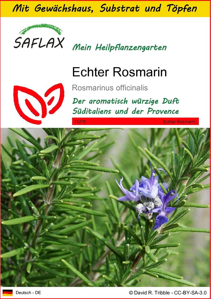 SAFLAX Anzucht Set - Echter Rosmarin - Rosmarinus officinalis - 100 Samen - Mit Mini-Gewächshaus, Anzuchtsubstrat und 2 Töpfen