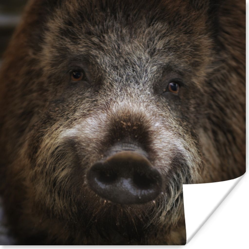 MuchoWow Poster Wildschwein - Tier - Schwein 75x75 cm - Wand Dekoration