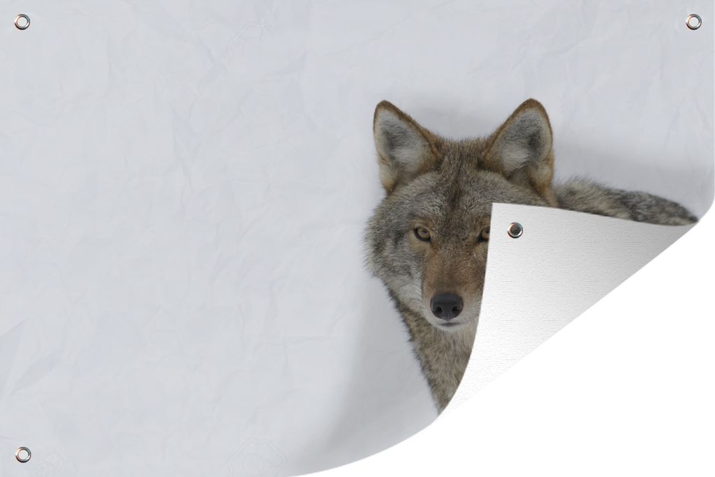 MuchoWow 90x60 cm Outdoor-Poster Gartendeko Sichtschutz Garten Poster für den Garten Wolf auf weißem Hintergrund