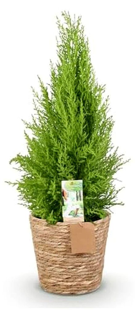 Zimmerpflanzen - Cupressus Gold Crest Wilma - Zimmerkonifere - Pflegeleicht - mit Korb - Grün - 1 Pflanze - Topf 21cm - Höhe 85-95cm