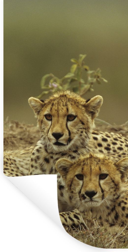 MuchoWow Wandtattoo Wandsticker Wandaufkleber Junge Gepardenjunge 40x80 cm Selbstklebend und Repositionierbar - Repositionierbar - Wasser abweisend