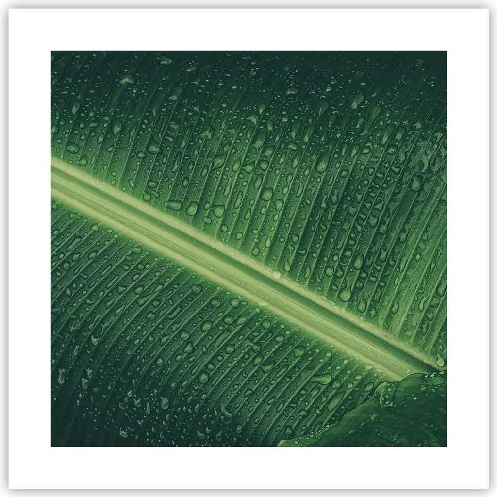 Poster - Poster ohne Rahmen - Makro Blatt Tropfen - 40x40 Produktbild 